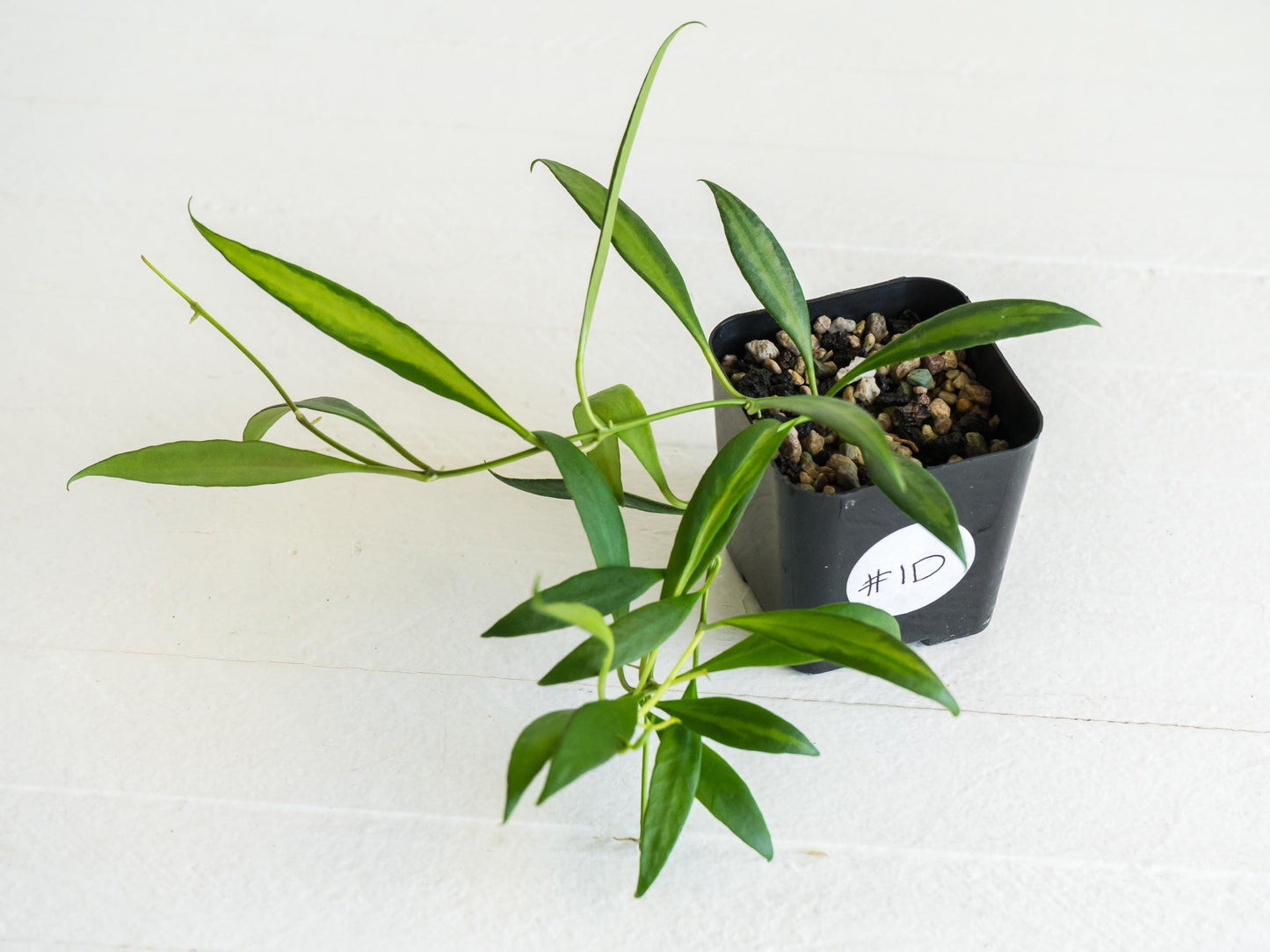 Hoya tsangii (Inner Variegated) | 2-Inch