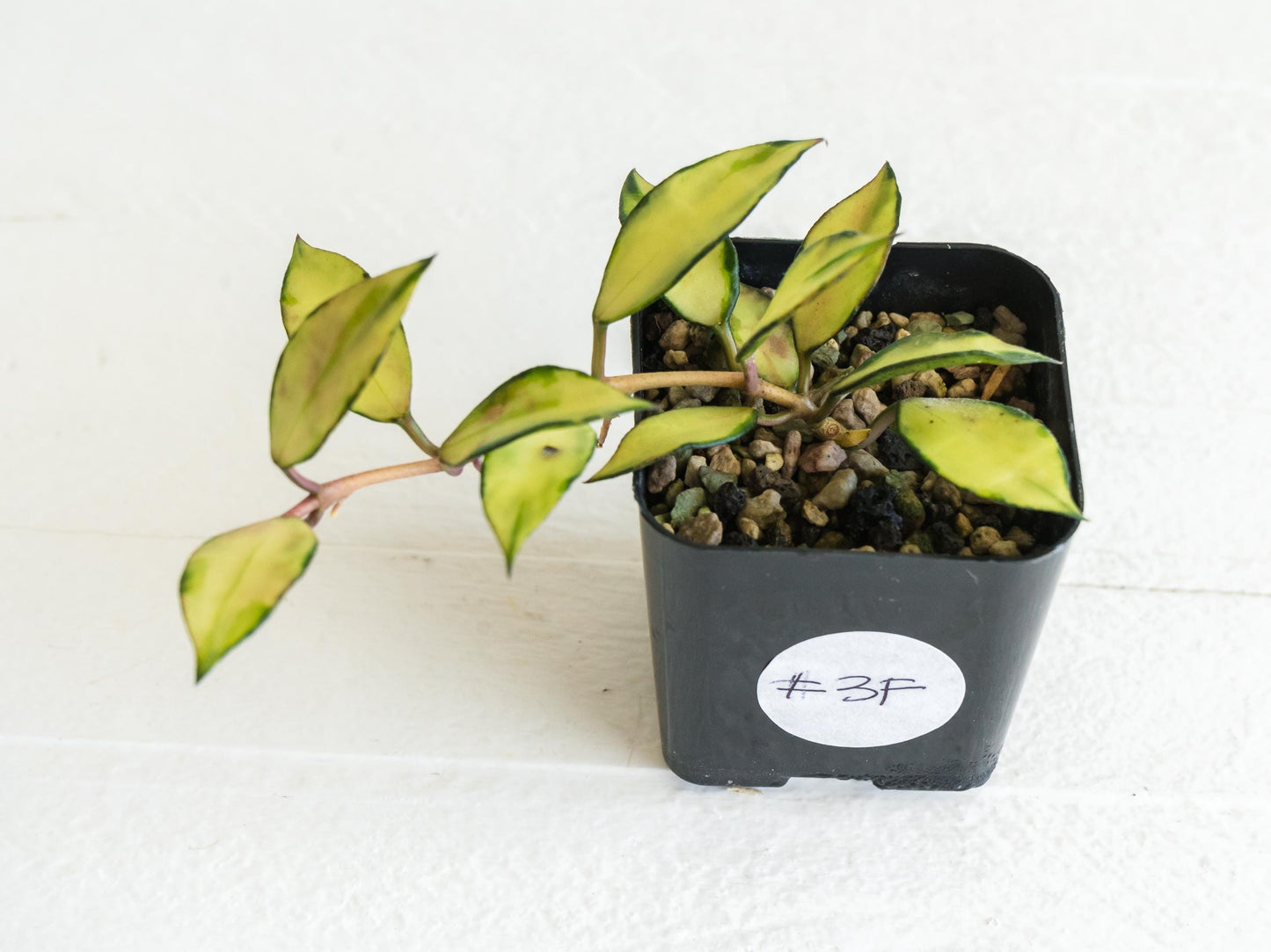 Hoya lacunosa 'Souma' | 2-Inch