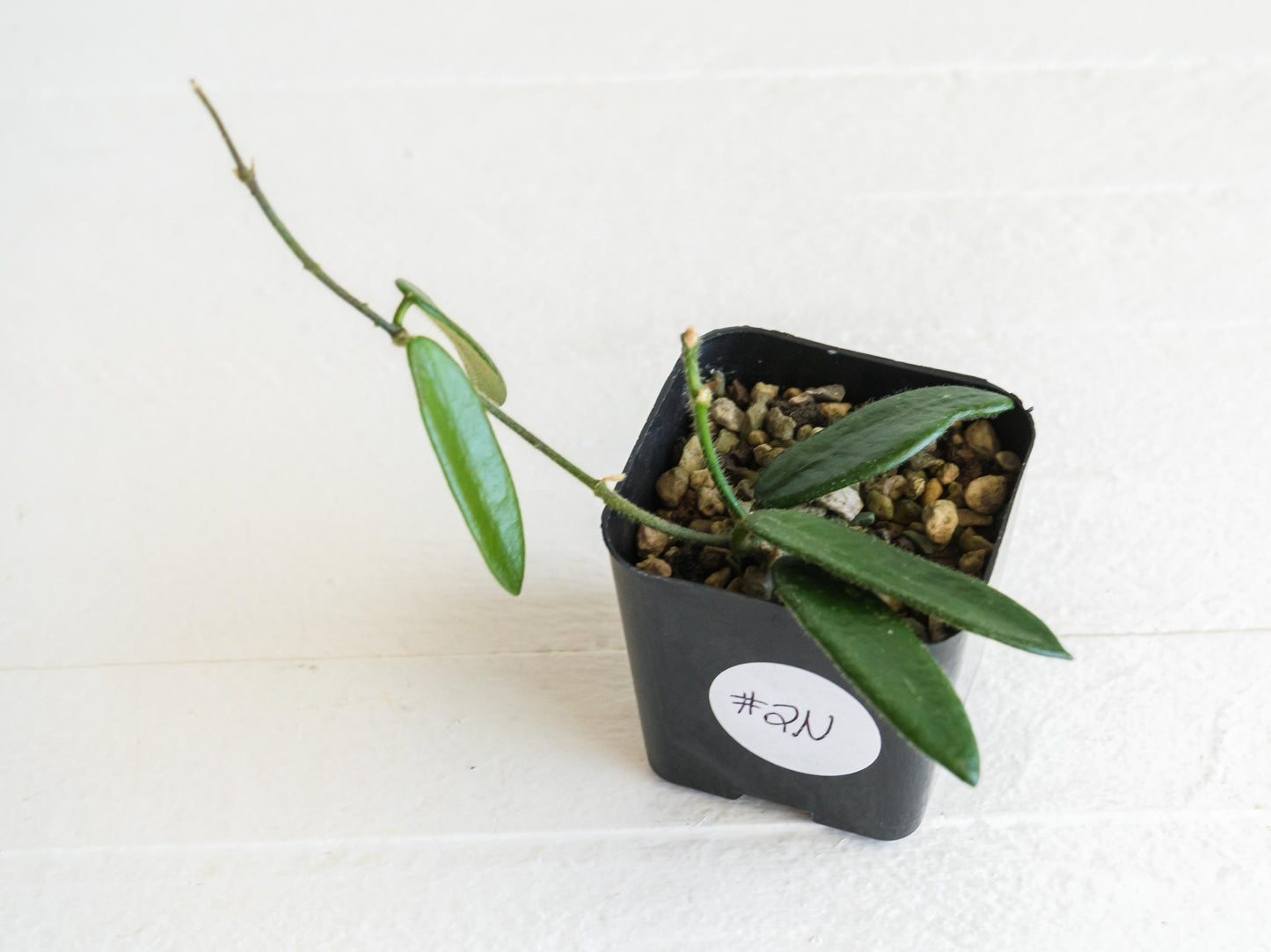Hoya lyi | 2-Inch