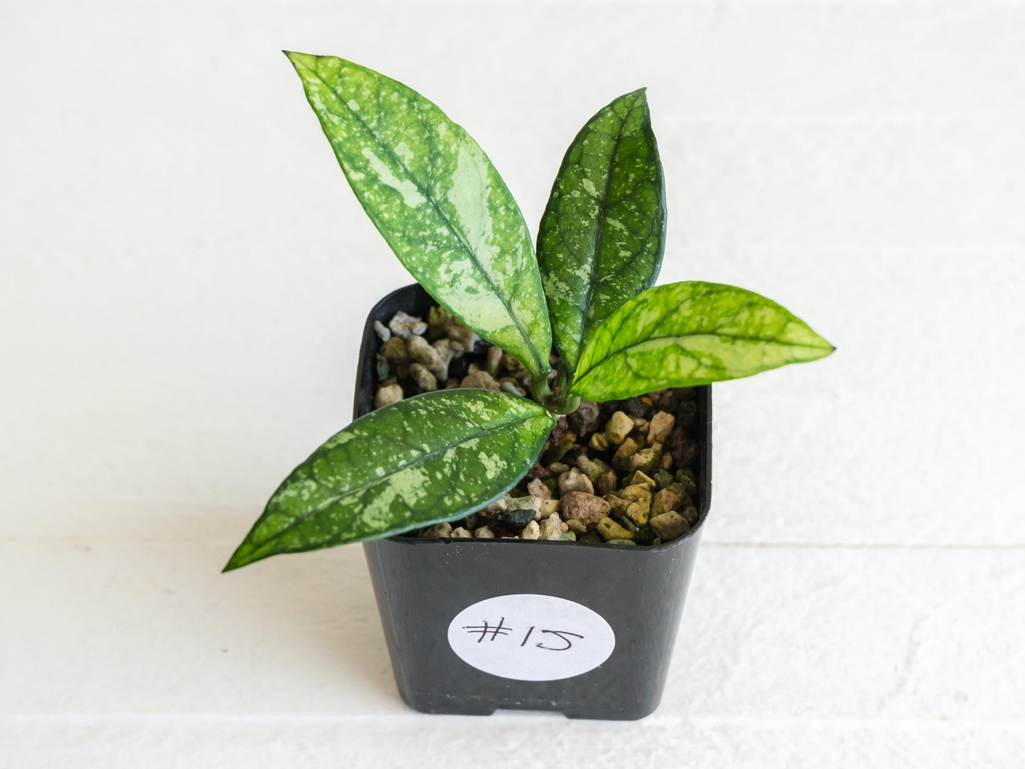 Hoya crassipetiolata (Splash) | 2-Inch