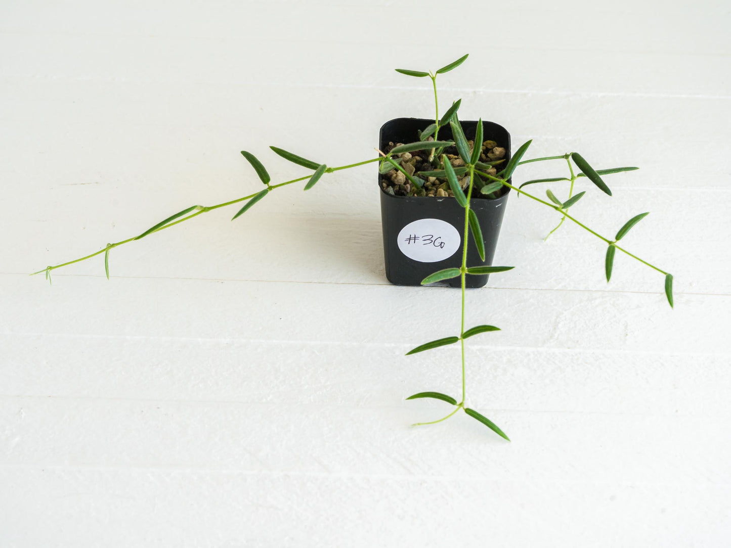 Hoya linearis | 2-Inch