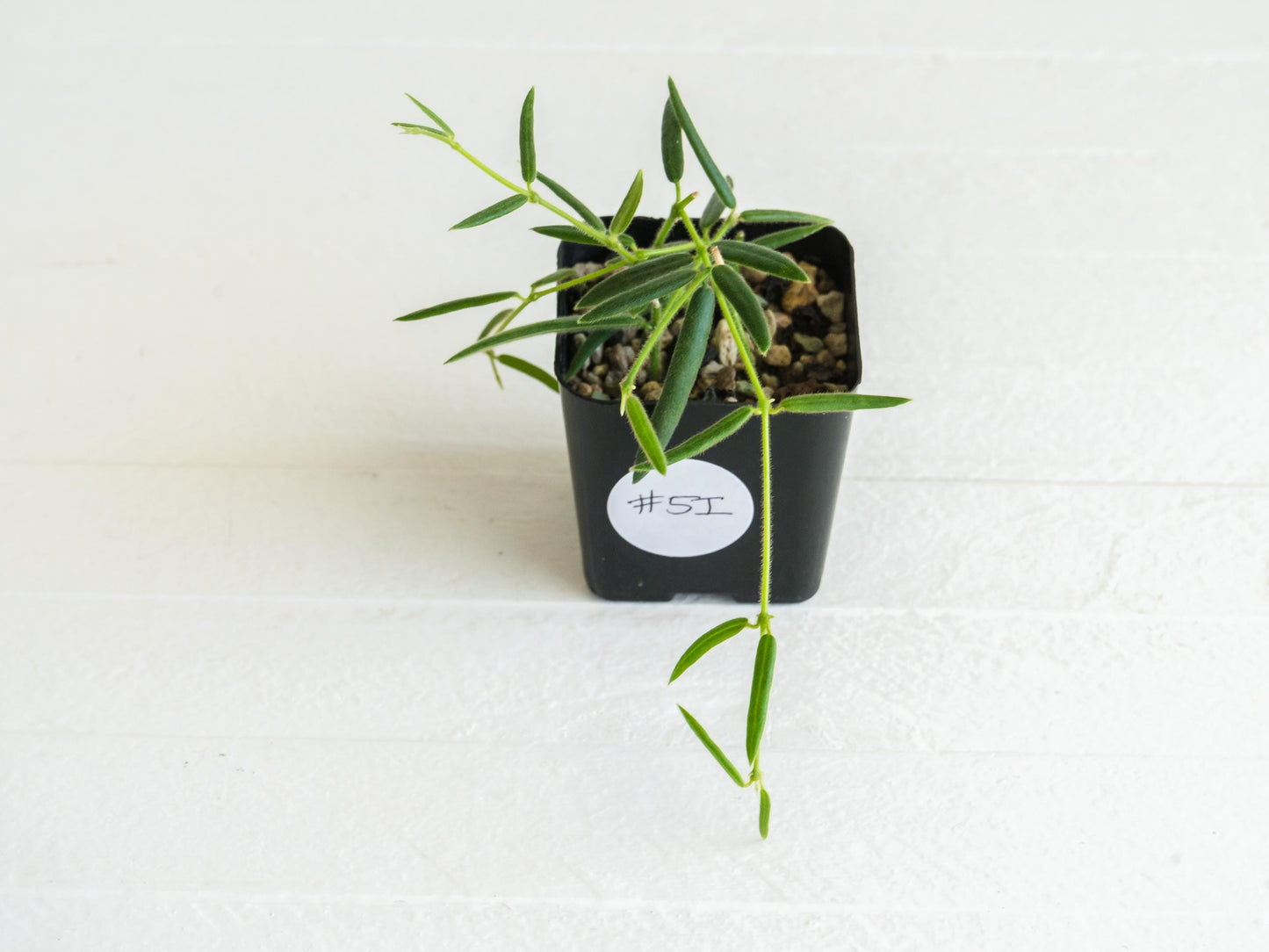 Hoya linearis | 2-Inch