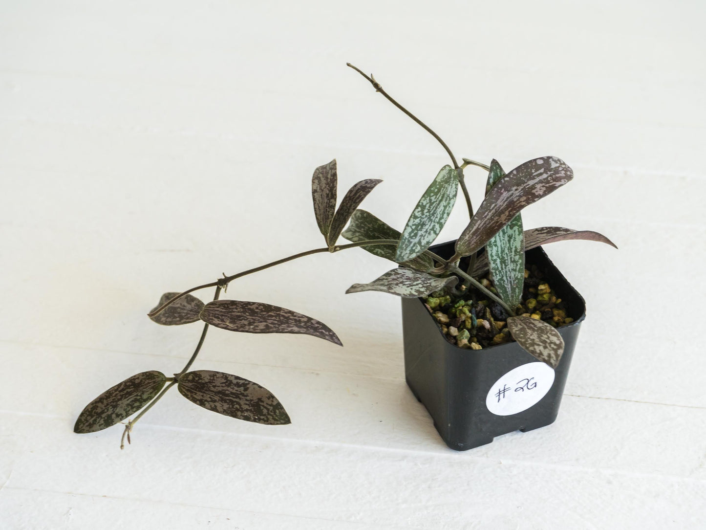 Hoya sigillatis | 2-Inch