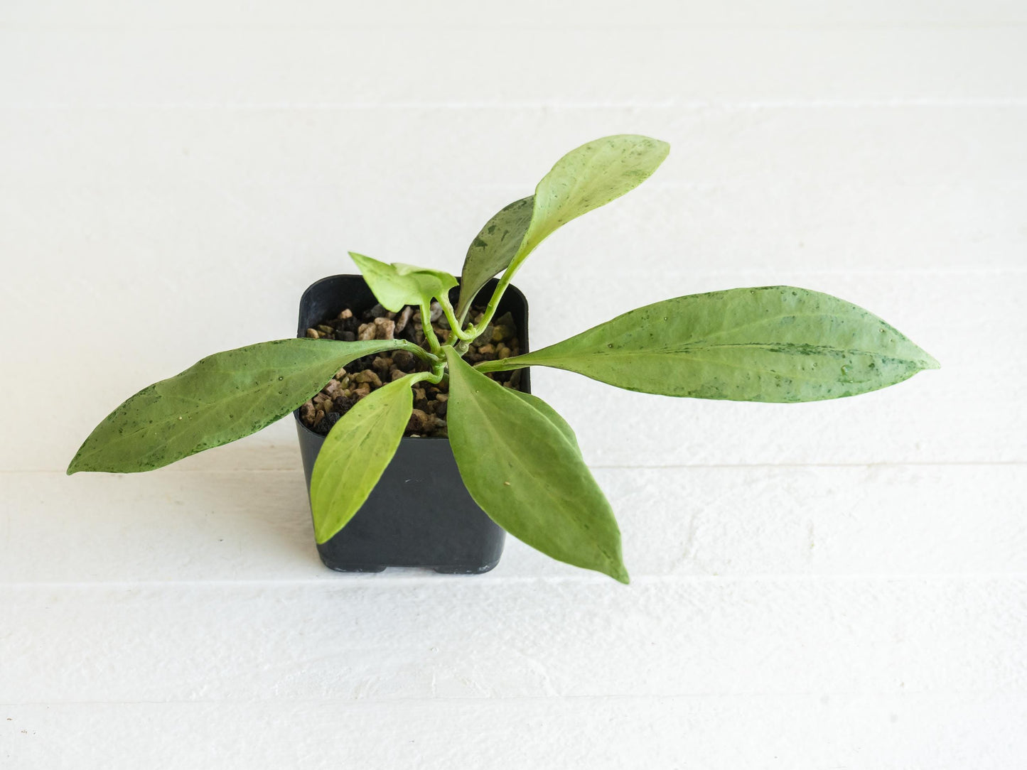 Hoya nicholsoniae 'New Guinea Ghost' | 2-Inch