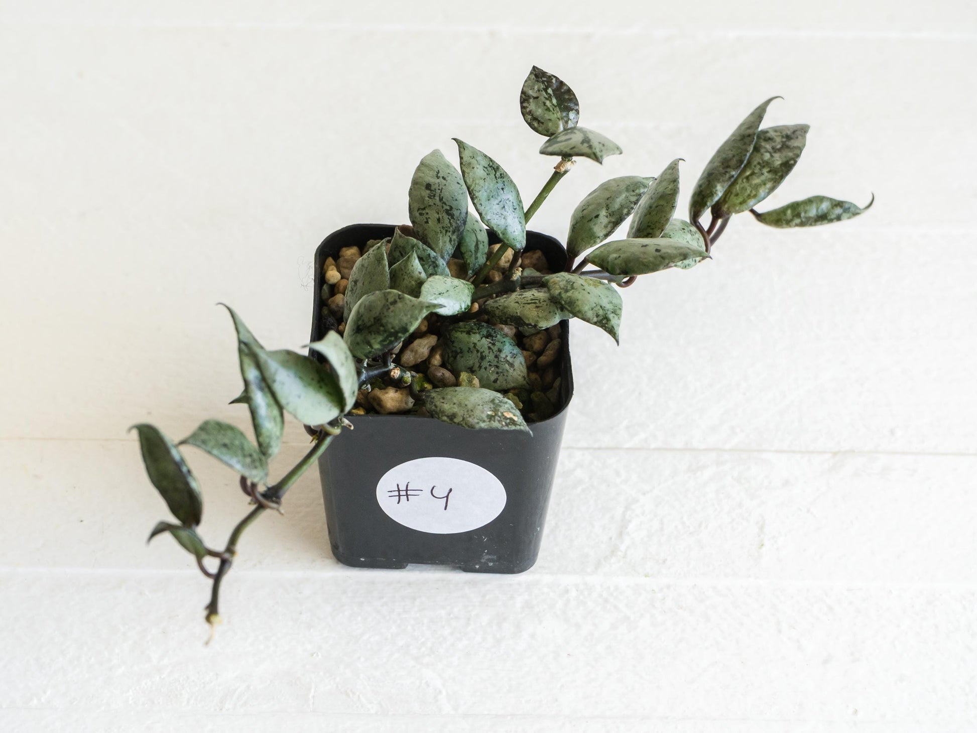 Hoya krohniana 'Super Silver Black' | 2-Inch