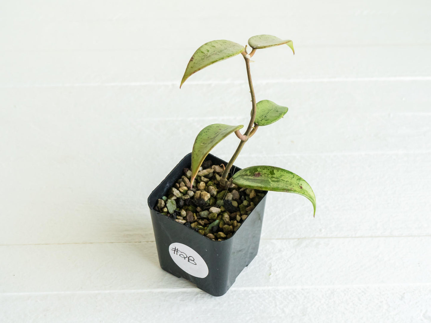 Hoya 'Snow Cui' (Silver) | 2-Inch