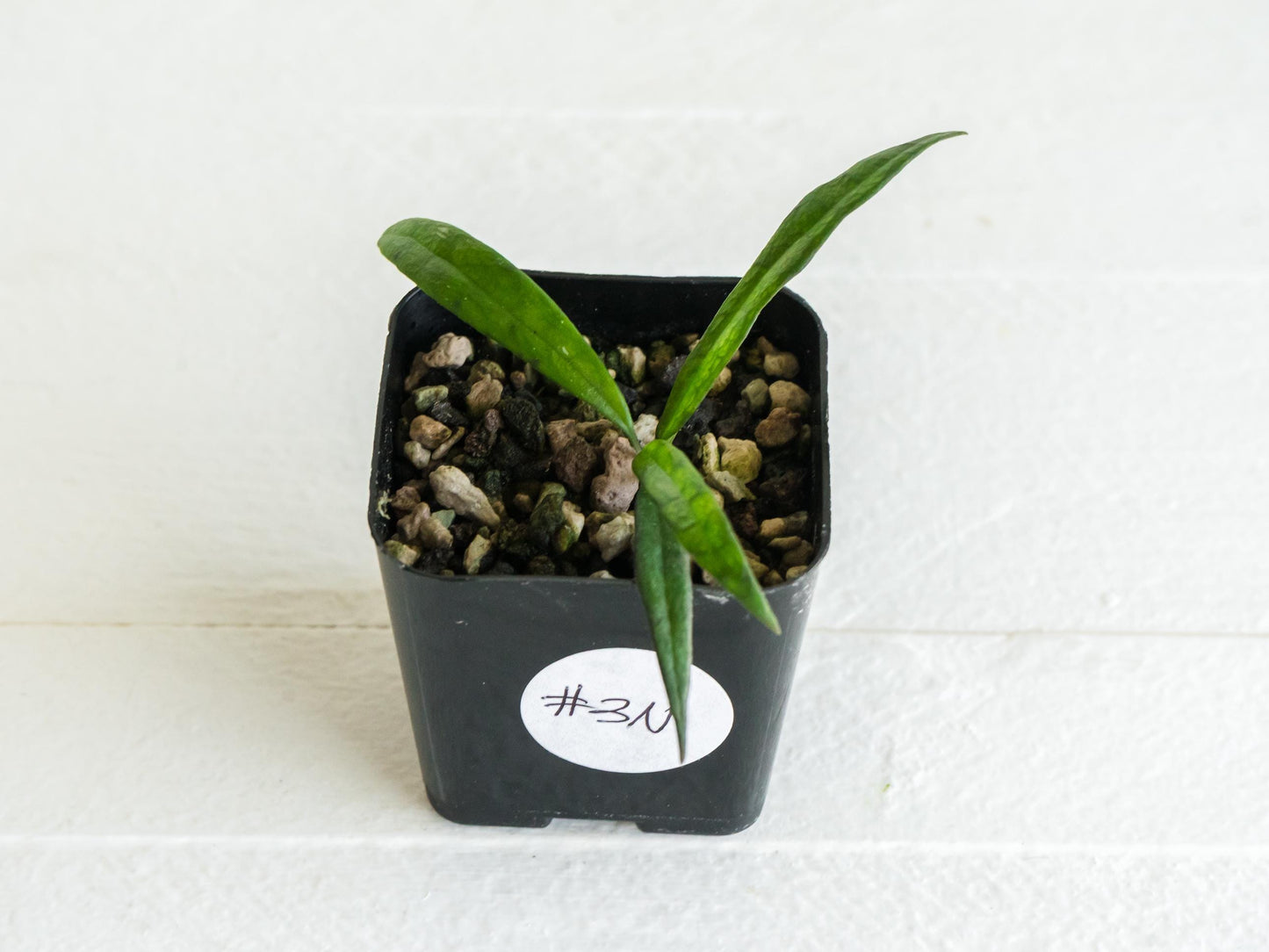 Hoya pauciflora | 2-Inch