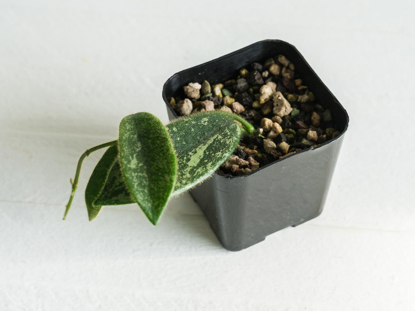 Hoya thomsonii (Splash with Pink Flowers) | 2-Inch
