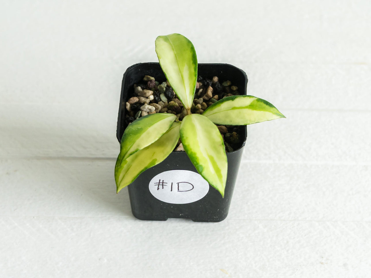 Hoya walliniana (Inner Variegated) | 2-Inch