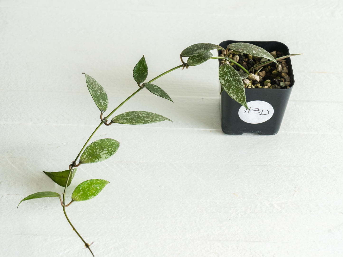 Hoya lacunosa 'Laos Full Splash' | 2-Inch