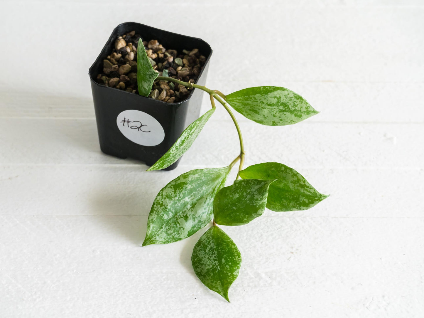 Hoya walliniana (Splash) | 2-Inch