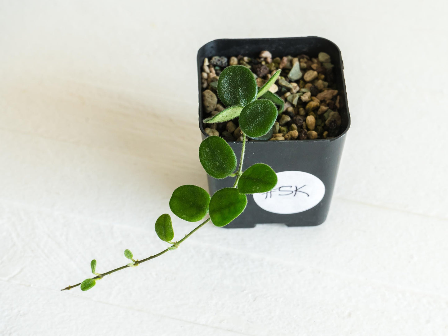 Hoya serpens | 2-Inch