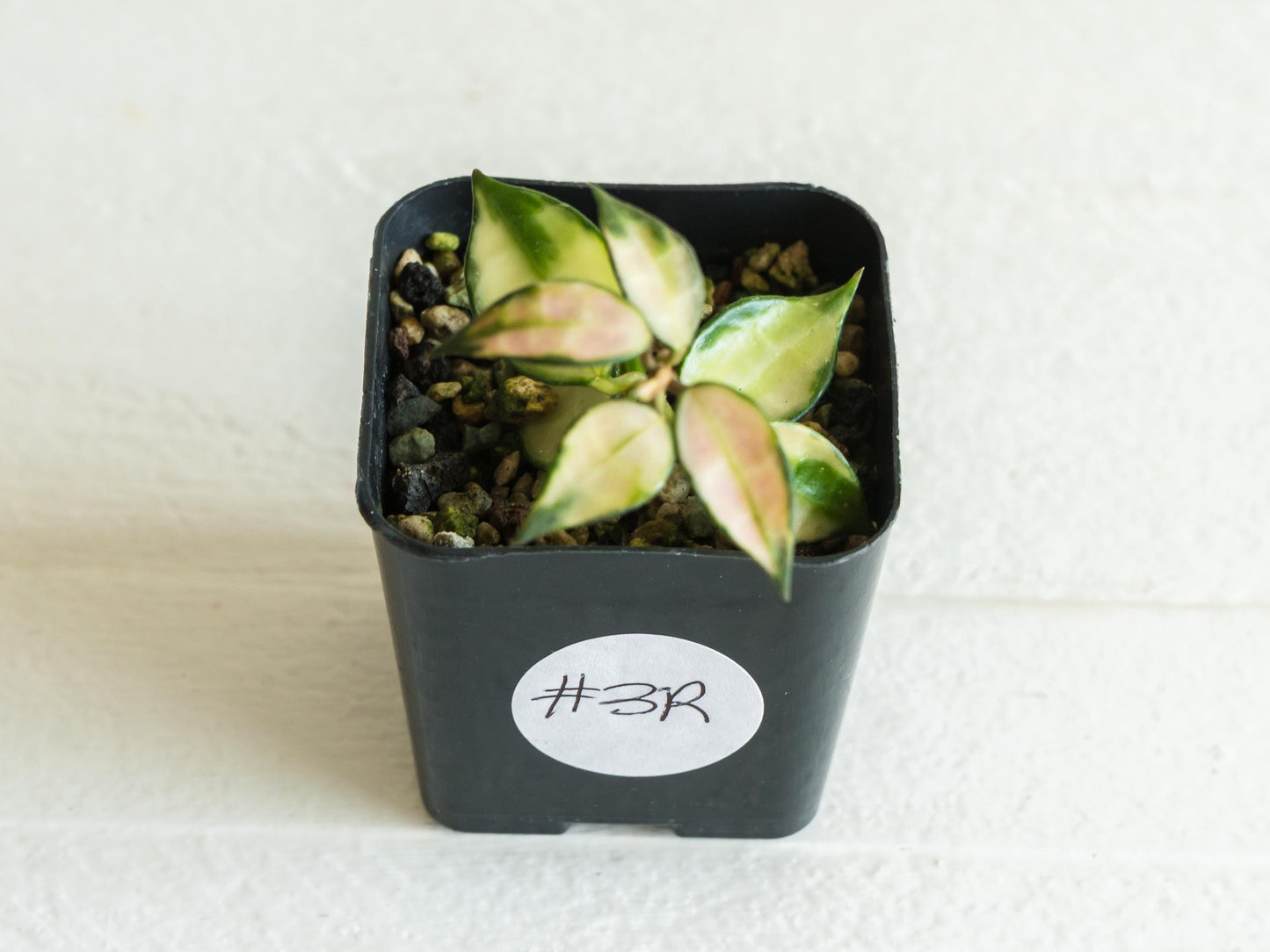 Hoya lacunosa (Inner Variegated) | 2-Inch