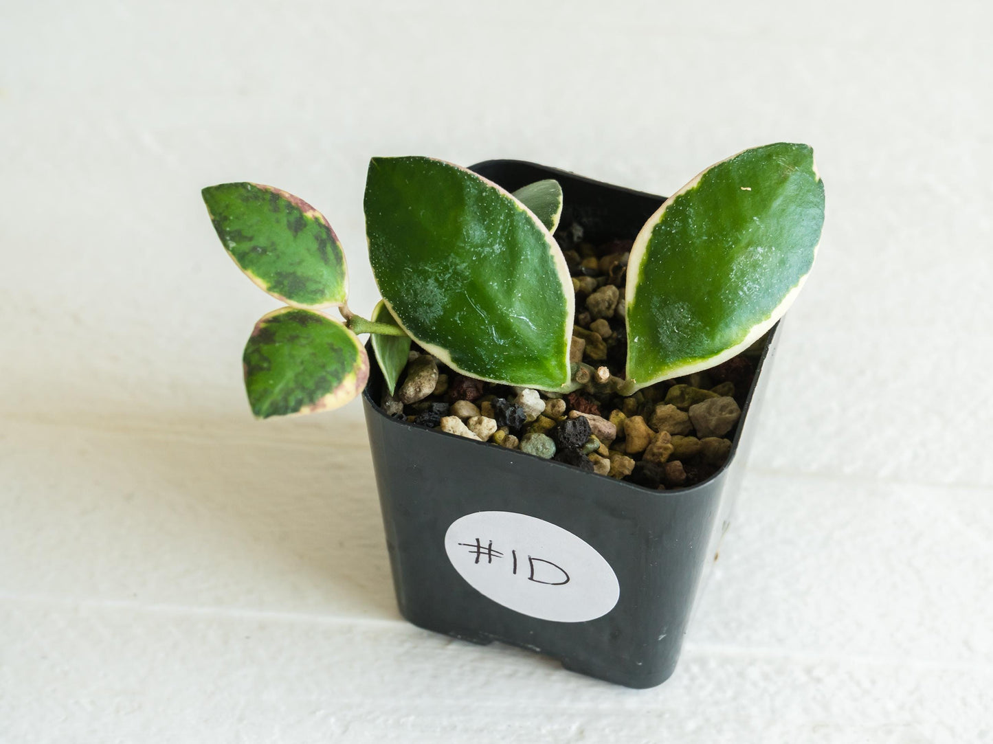 Hoya incurvula (Albomarginata / Outer Variegated) aka Hoya palta | 2-Inch