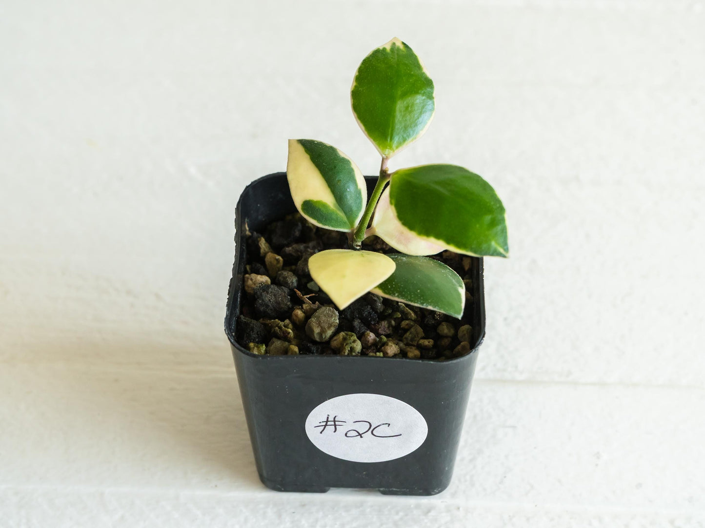 Hoya incurvula (Albomarginata / Outer Variegated) aka Hoya palta | 2-Inch