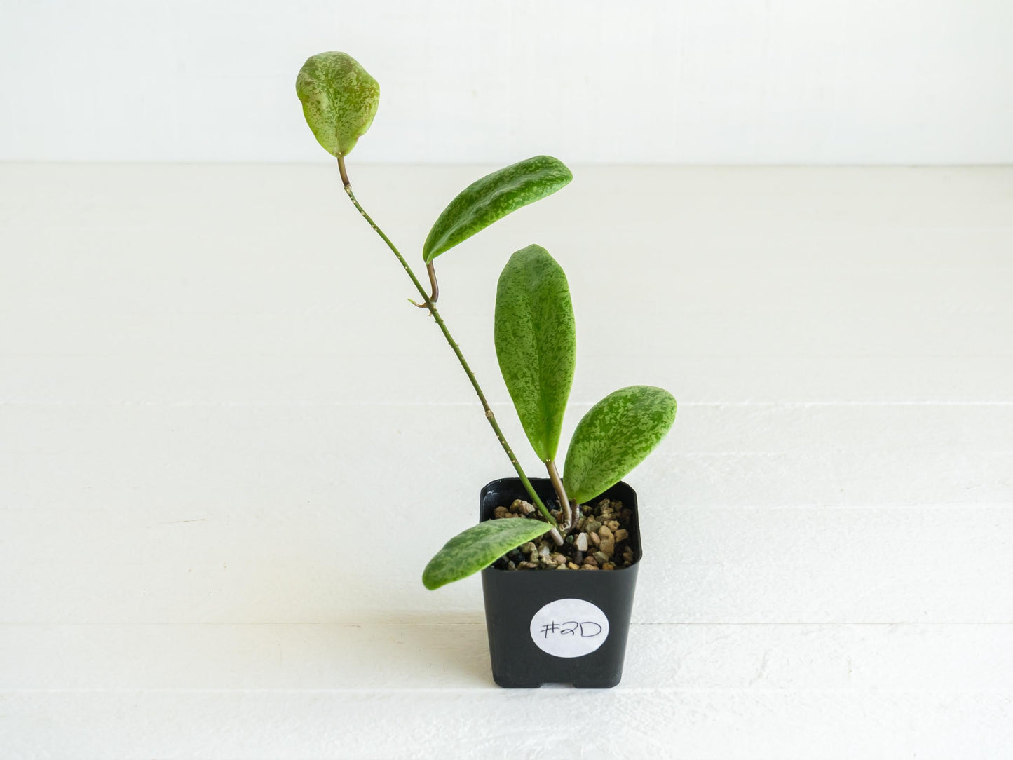 Hoya 'Jita Silver' | 2-Inch