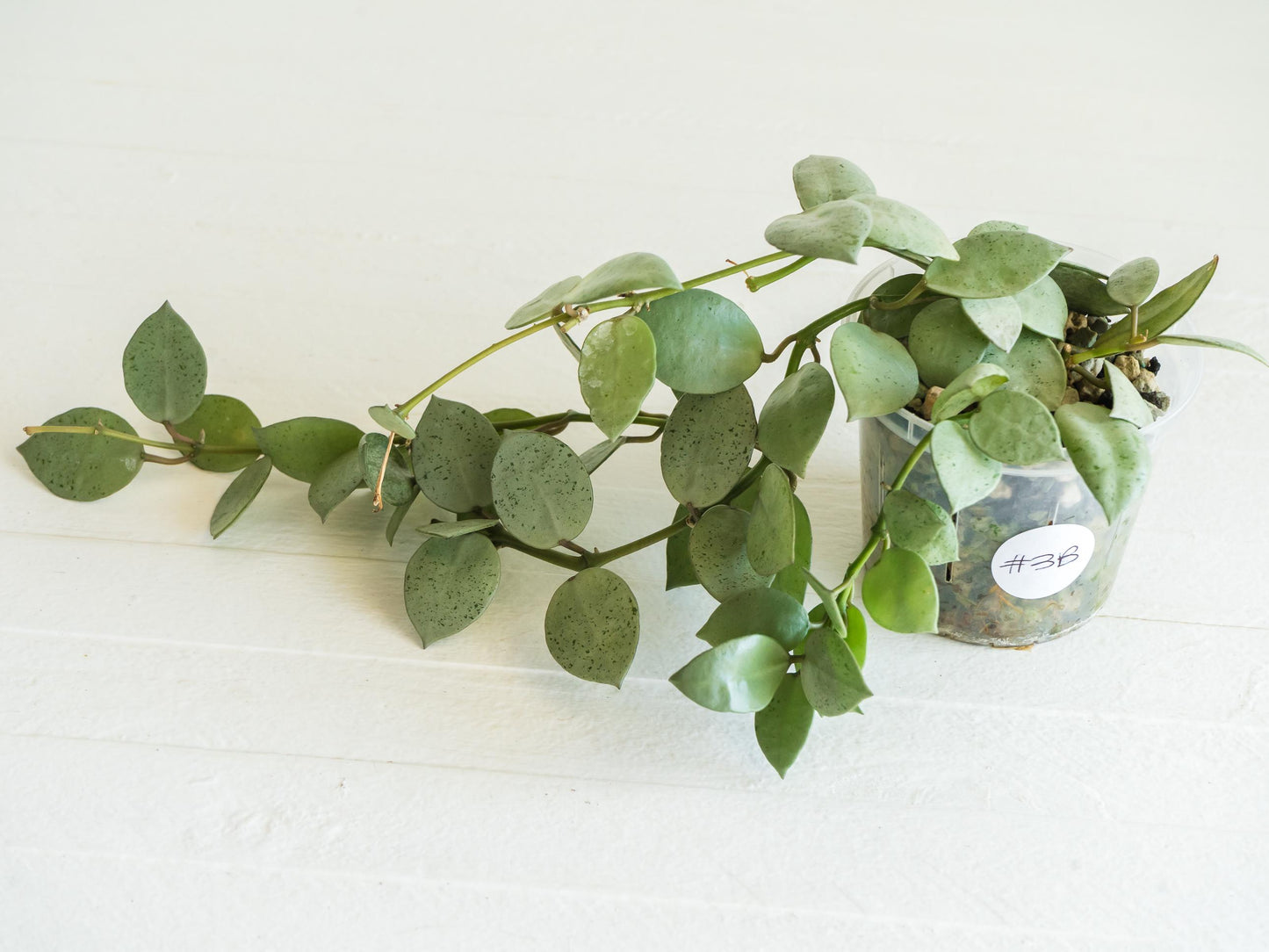 Hoya lacunosa 'Silver Mint Coin' | 3-Inch