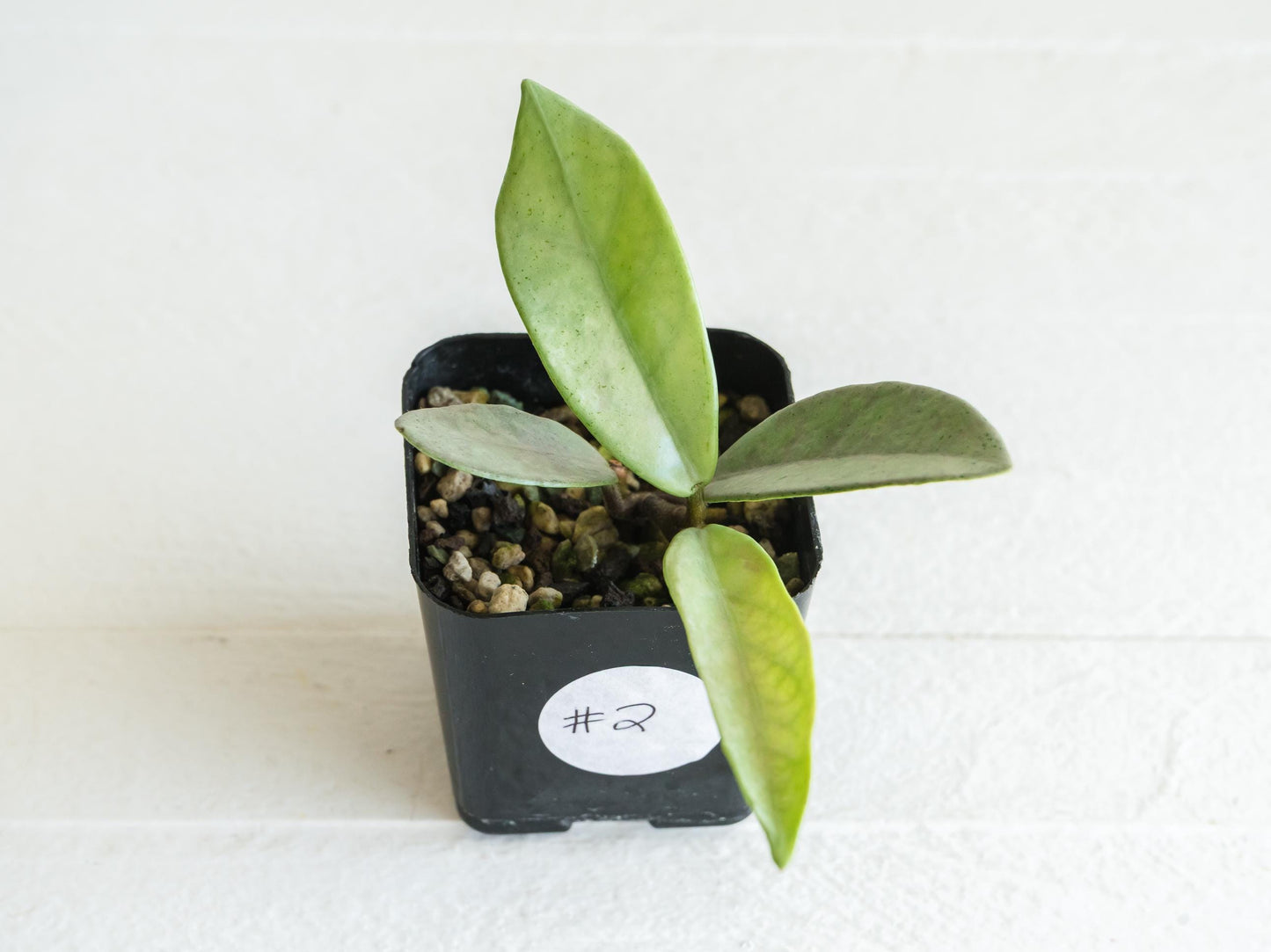 Hoya carnosa 'Wilbur Graves' (Silver) | 2-Inch