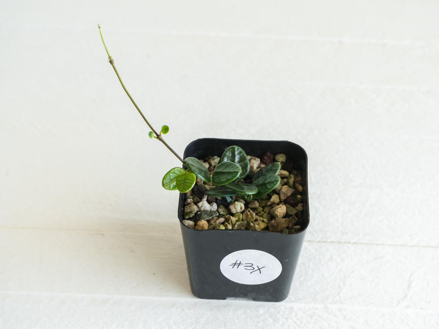 Hoya tengchongensis | 2-Inch
