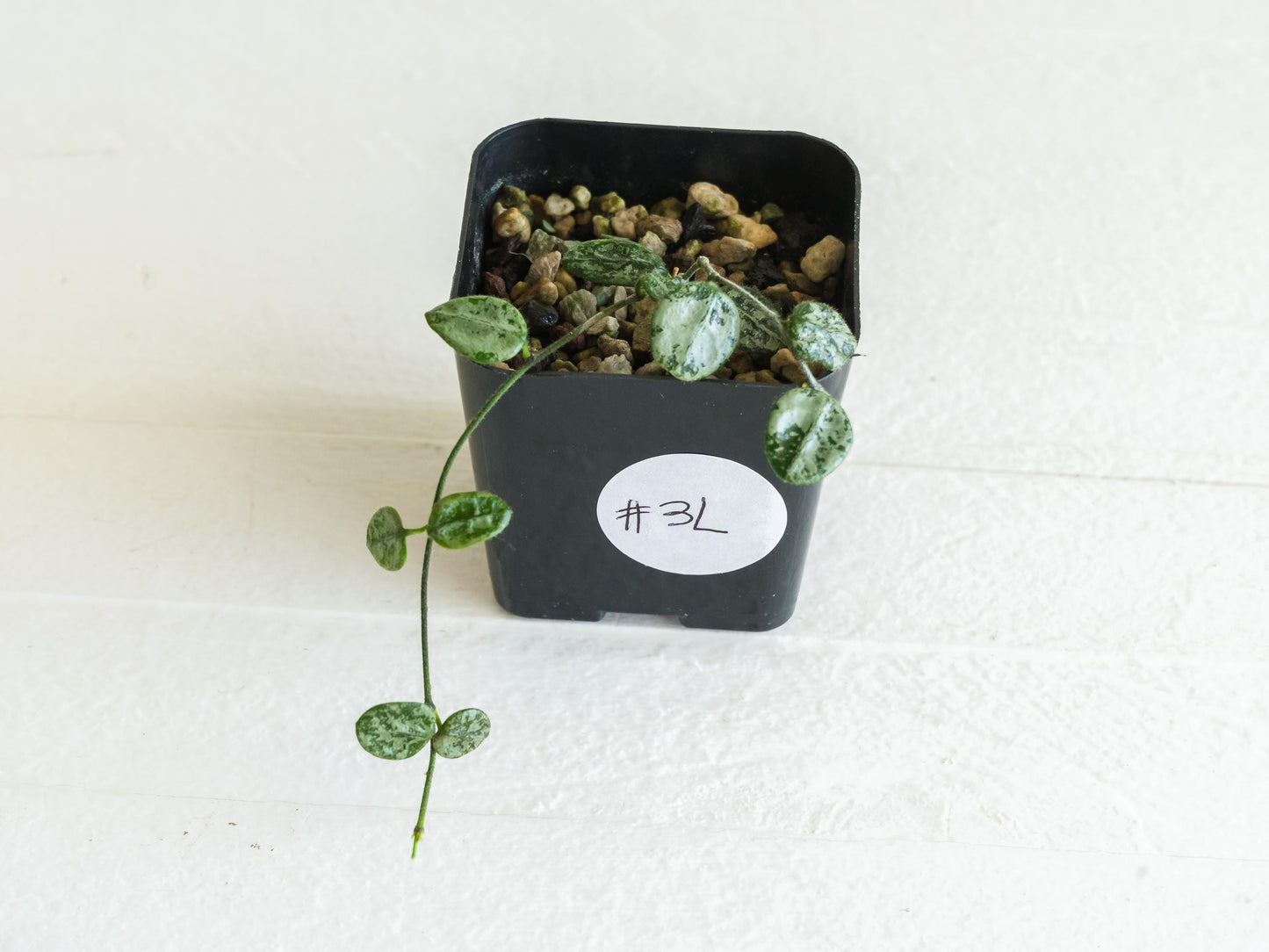 Hoya serpens (Splash) | 2-Inch