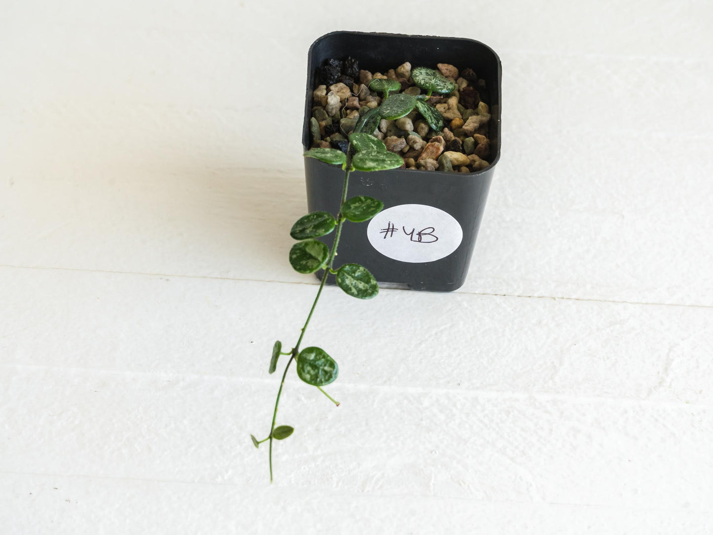 Hoya serpens (Splash) | 2-Inch