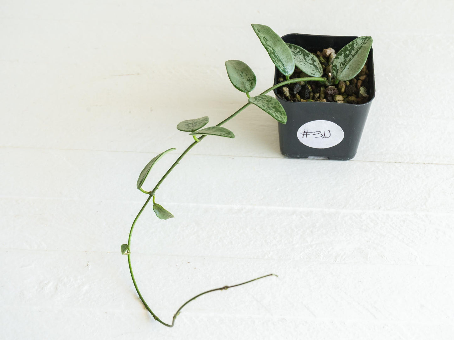 Hoya lima (Silver) | 2-Inch