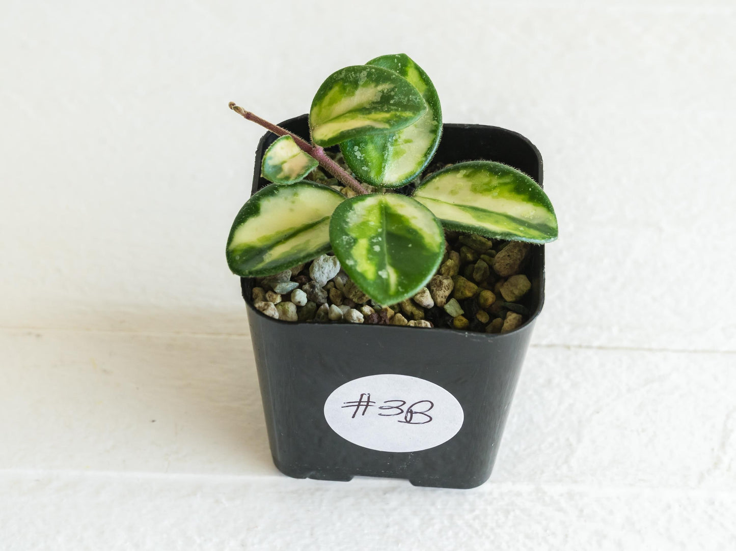 Hoya 'Mathilde' (Inner Variegated) | 2-Inch