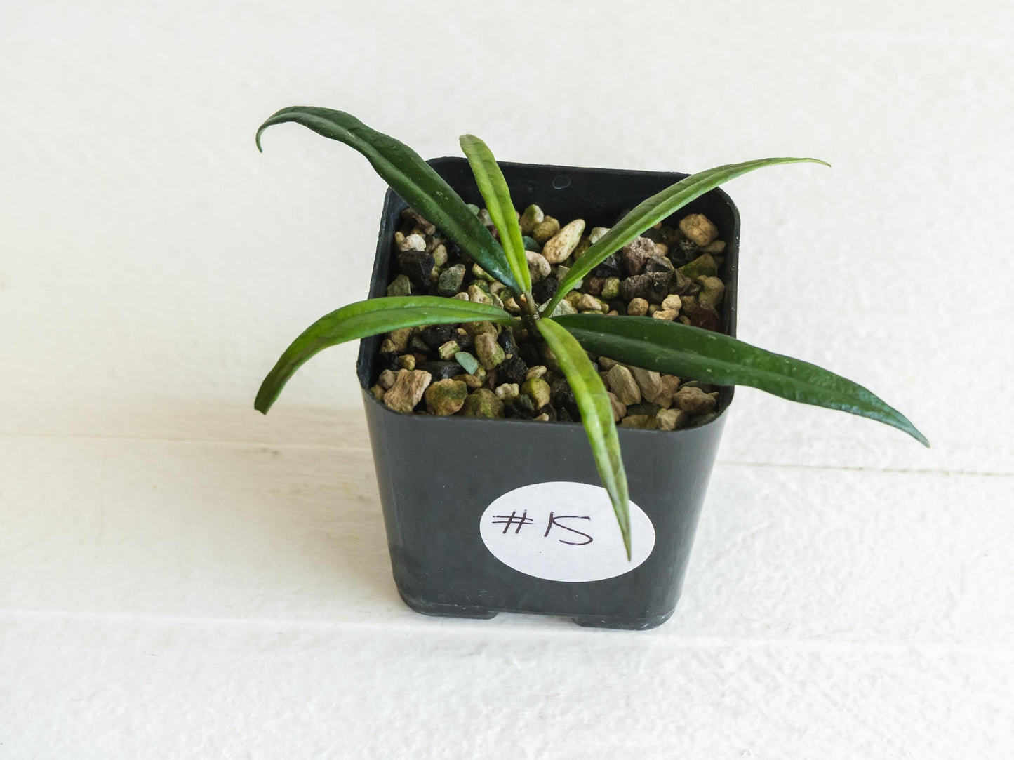 Hoya pauciflora | 2-Inch