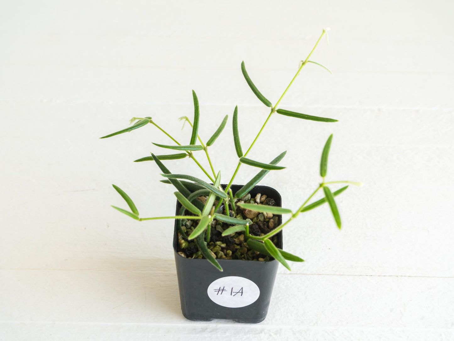 Hoya linearis | 2-Inch