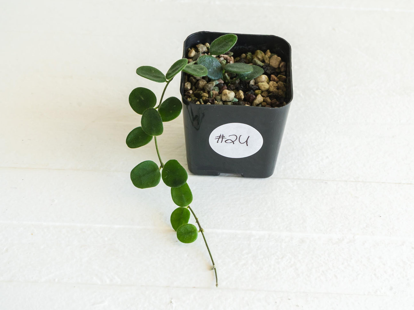 Hoya serpens | 2-Inch