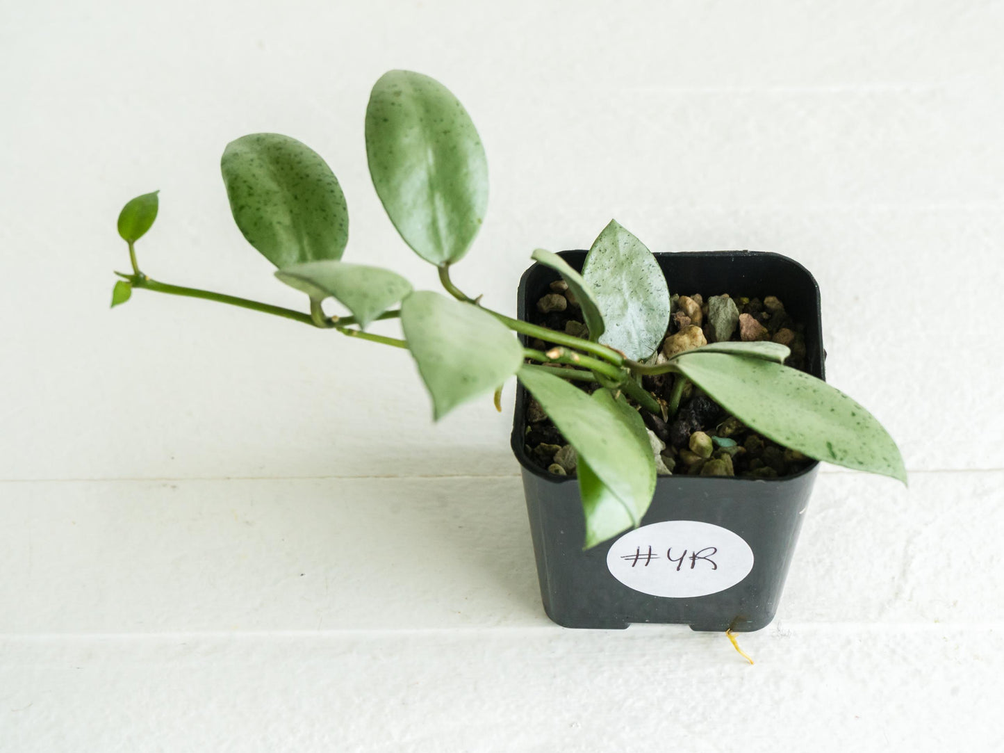 Hoya lacunosa 'Silver Mint Coin' | 2-Inch