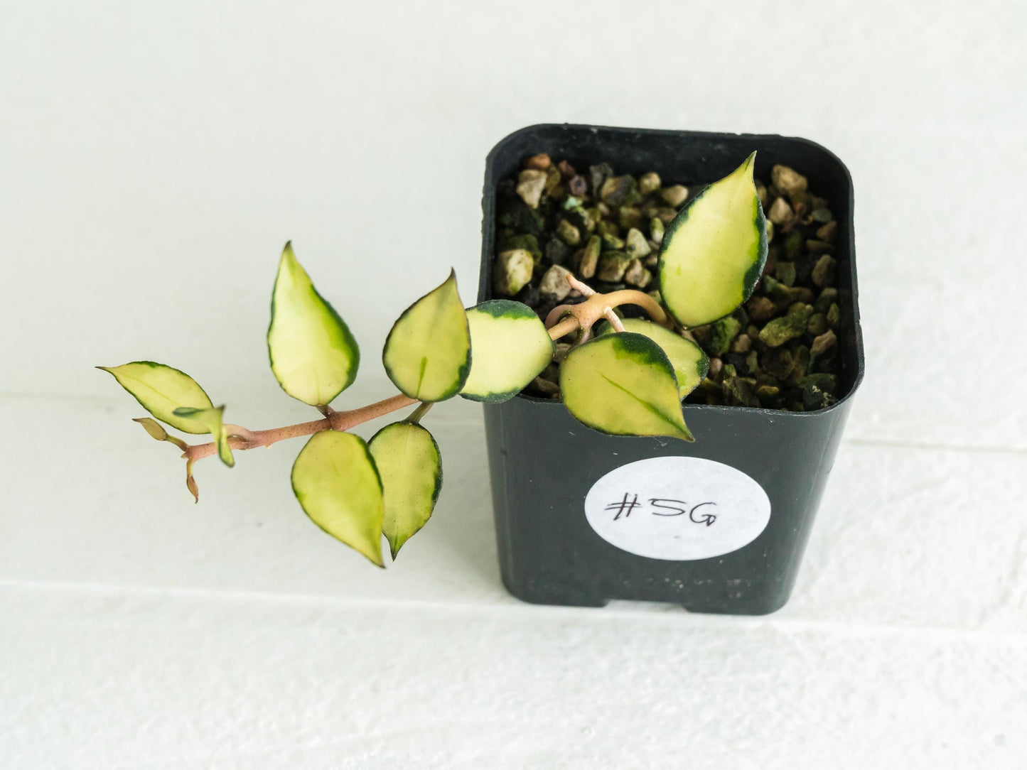 Hoya lacunosa 'Souma' | 2-Inch