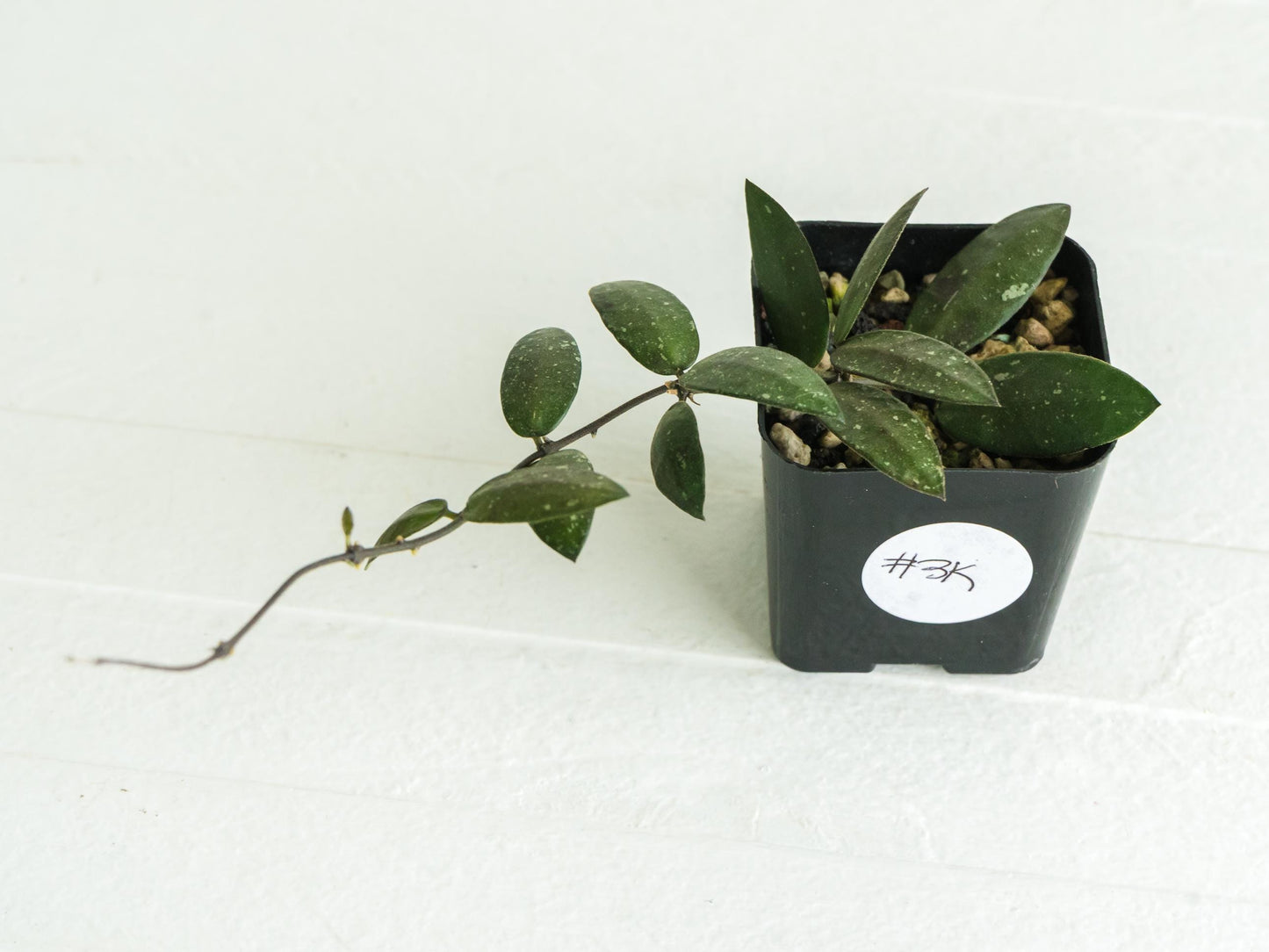 Hoya sigillatis 'Alas River' | 2-Inch