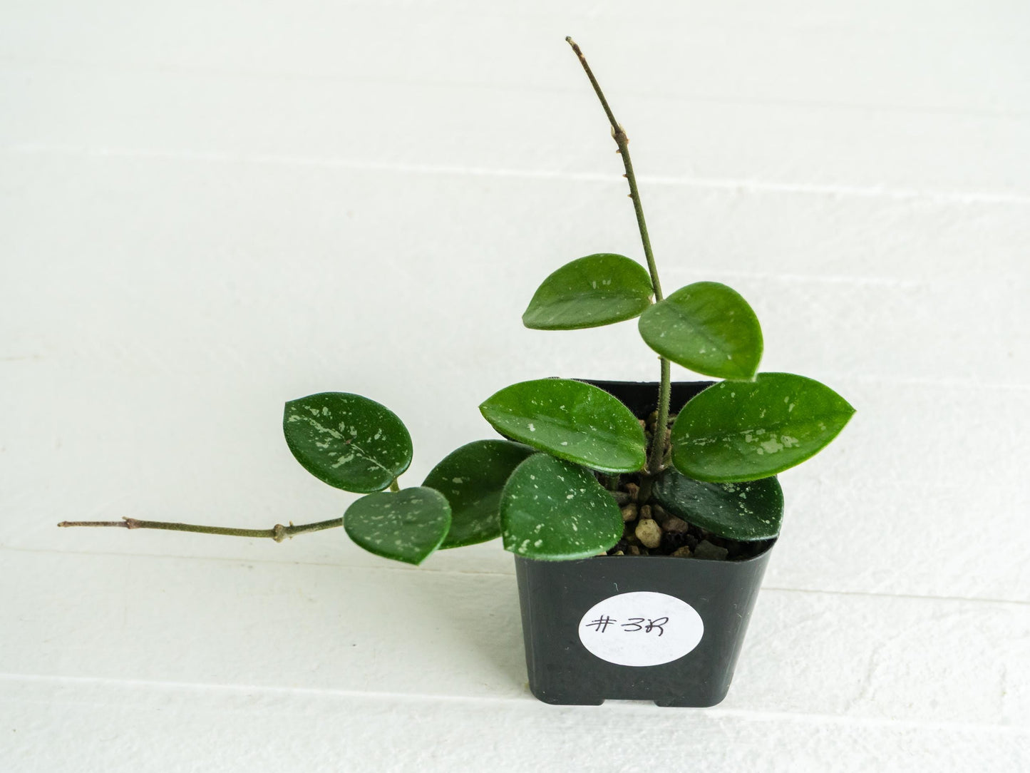 Hoya 'Mathilde' | 2-Inch