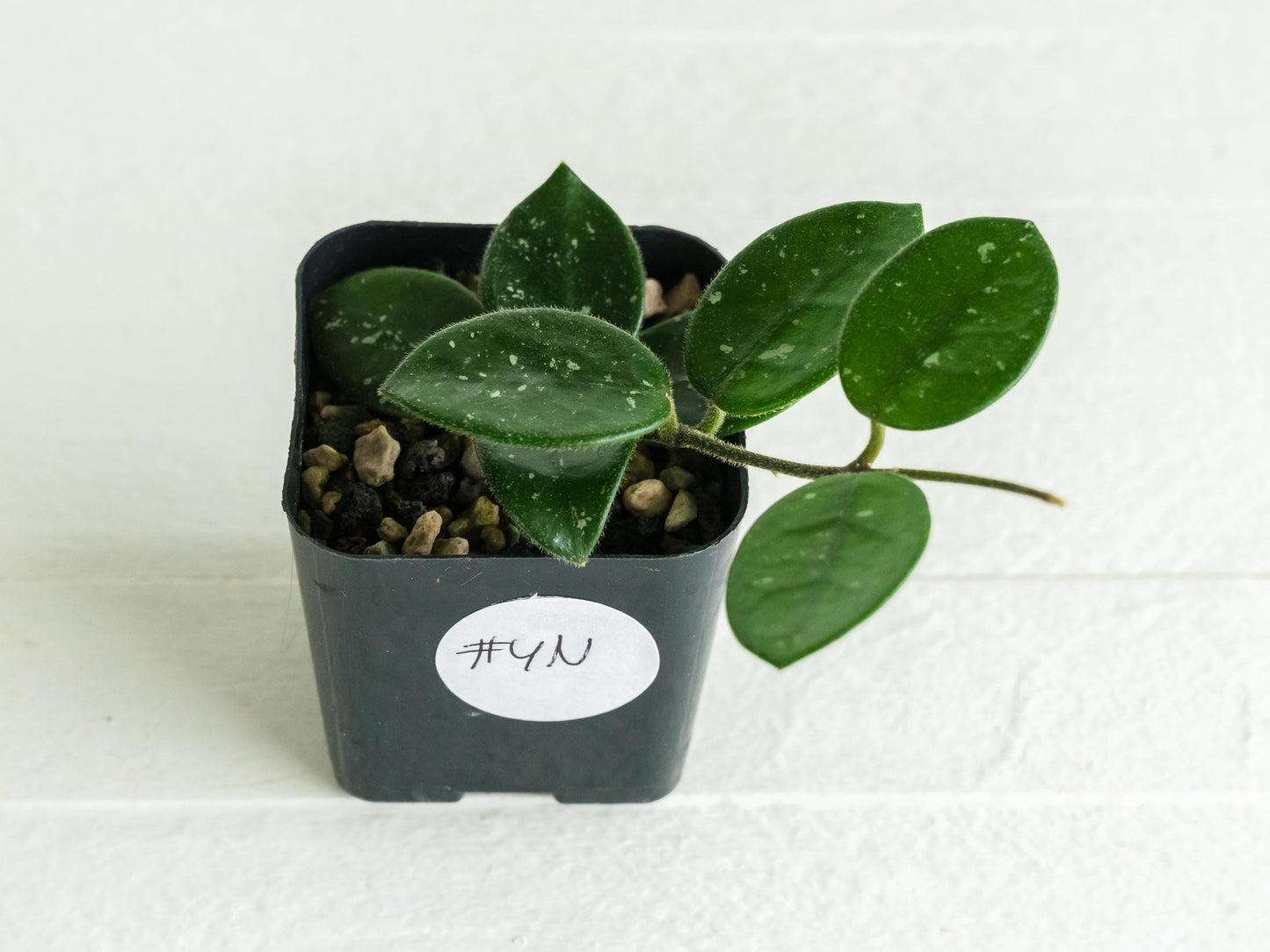 Hoya 'Mathilde' | 2-Inch