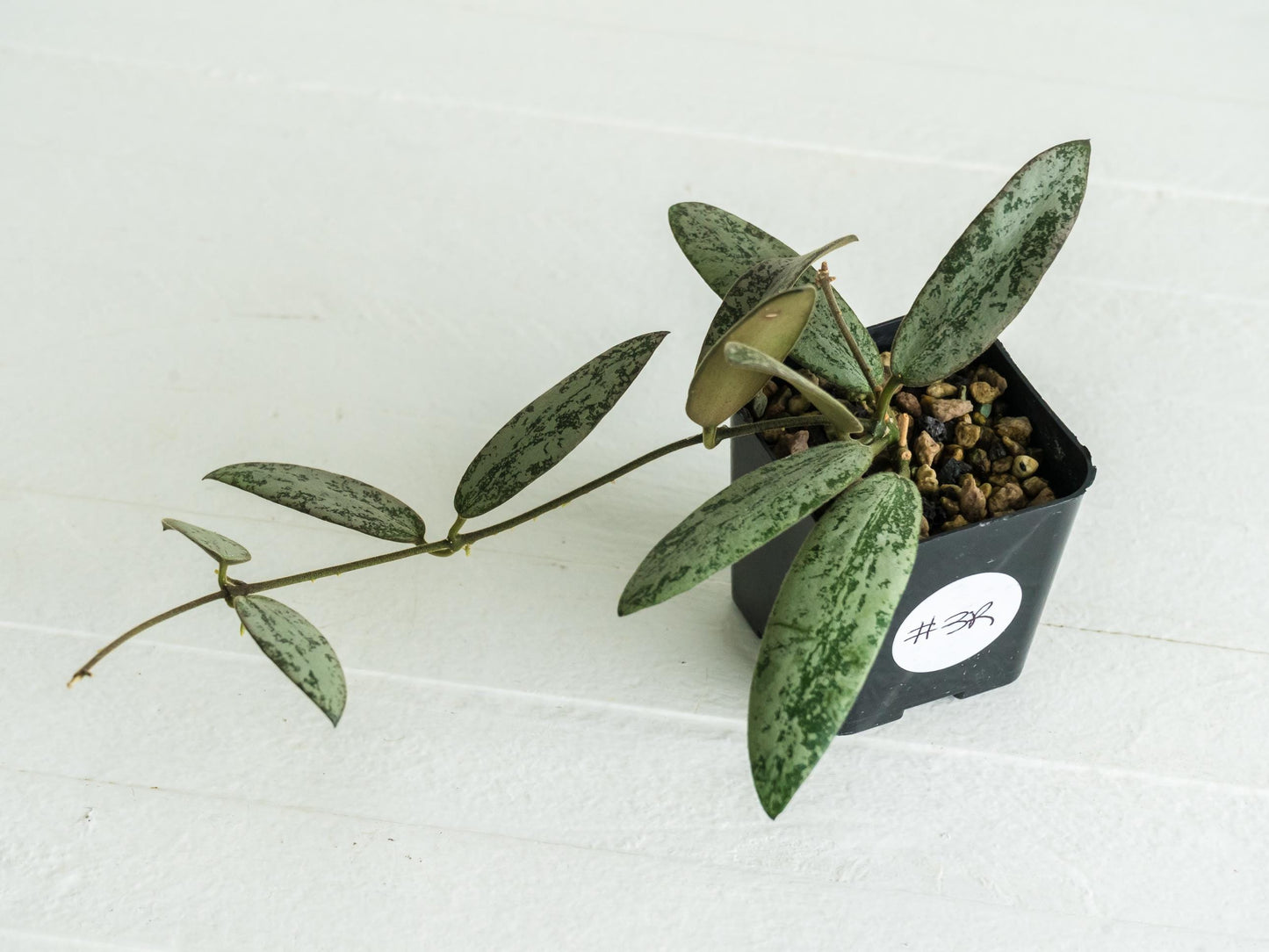 Hoya sigillatis 'Round Leaf' aka sigillatis (Silver) AH001 | 2-Inch
