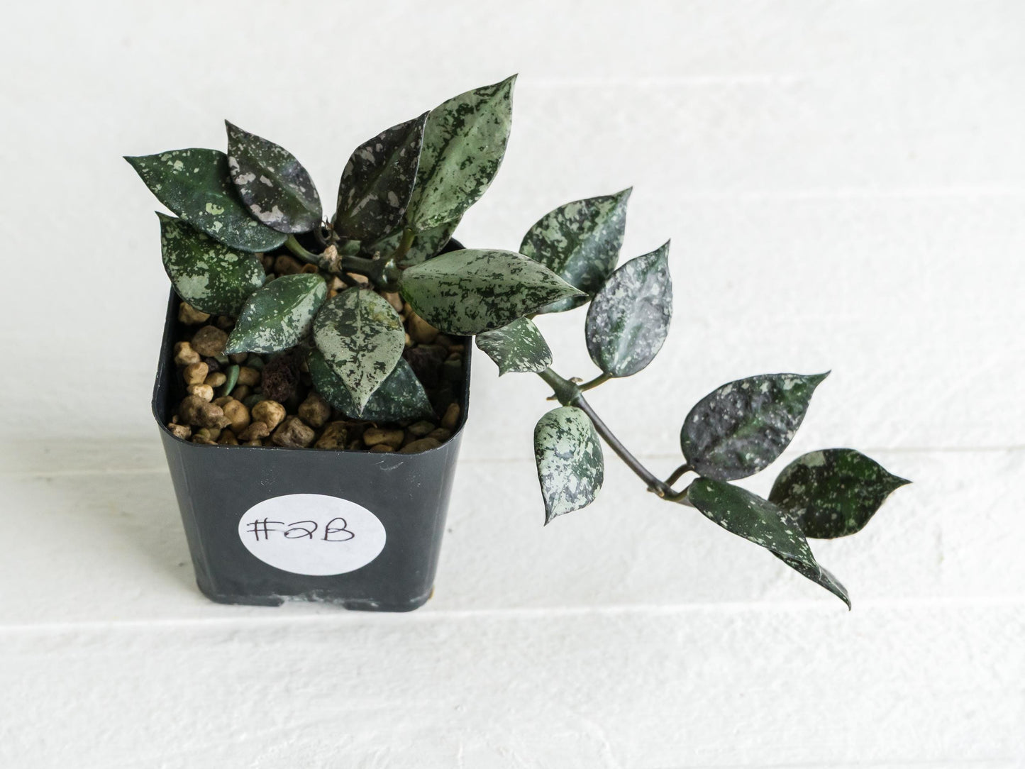 Hoya krohniana 'Super Silver Black' | 2-Inch