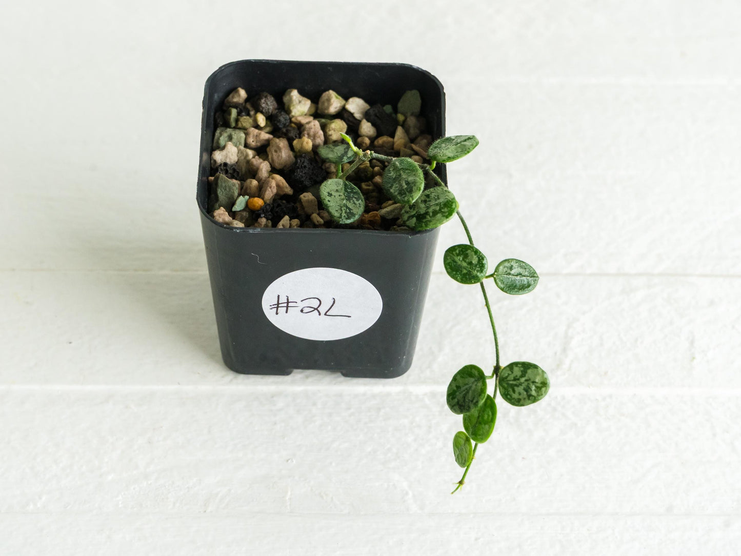 Hoya serpens (Splash) | 2-Inch