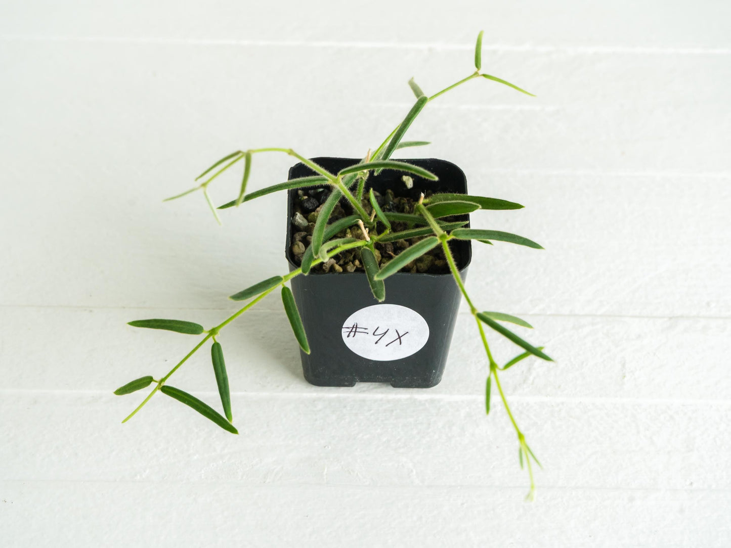 Hoya linearis | 2-Inch