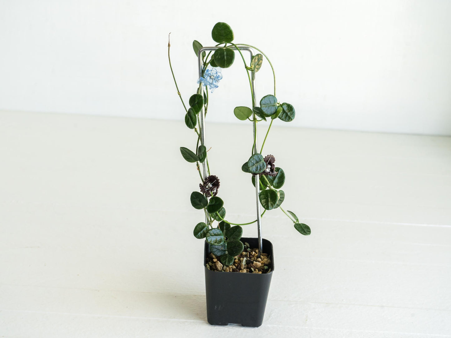 Hoya tengchongensis | Large 2-Inch