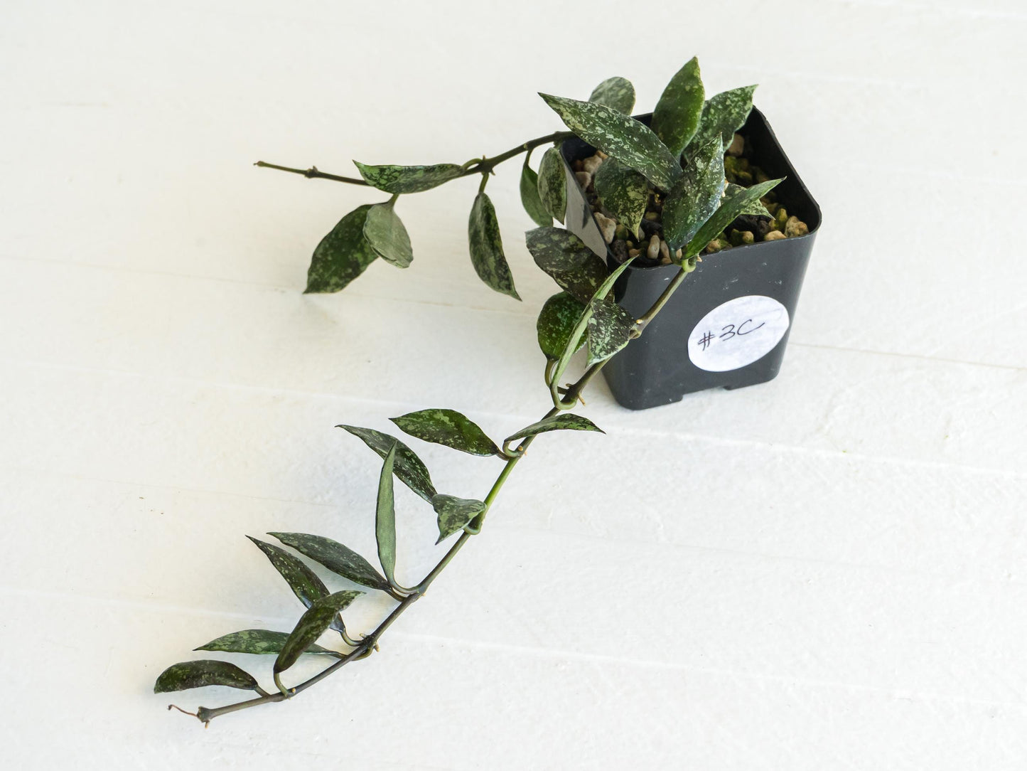 Hoya lacunosa ‘Royal Flush’ | 2-Inch