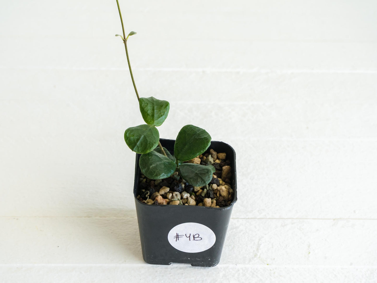 Hoya obcordata | 2-Inch