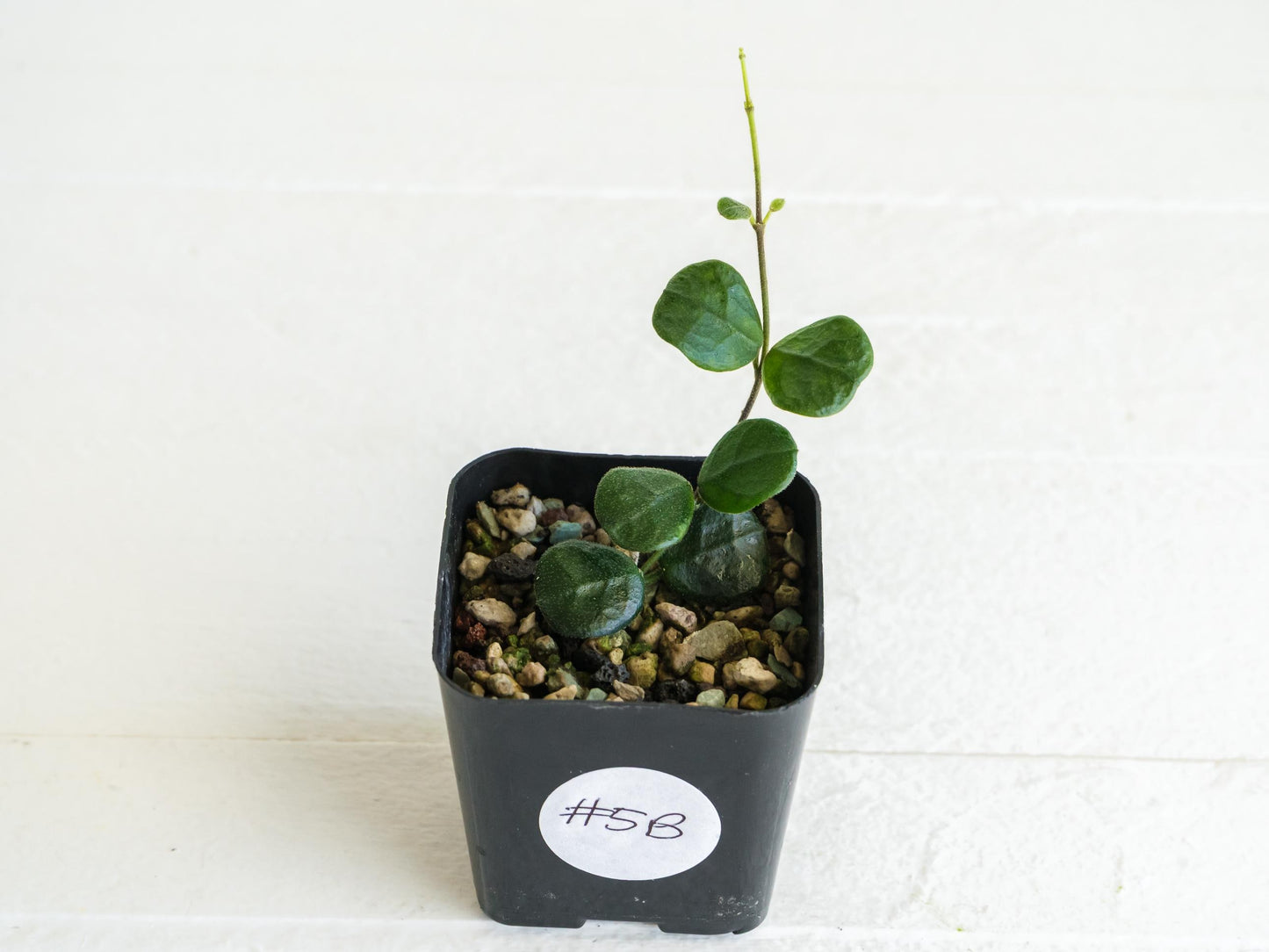 Hoya obcordata | 2-Inch