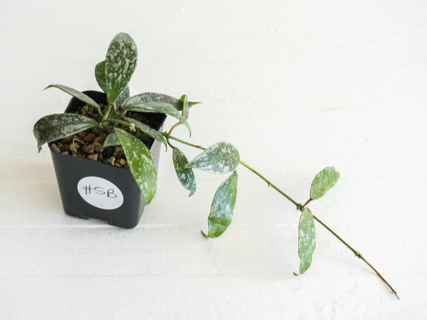 Hoya lacunosa 'Laos Full Splash' | 2-Inch