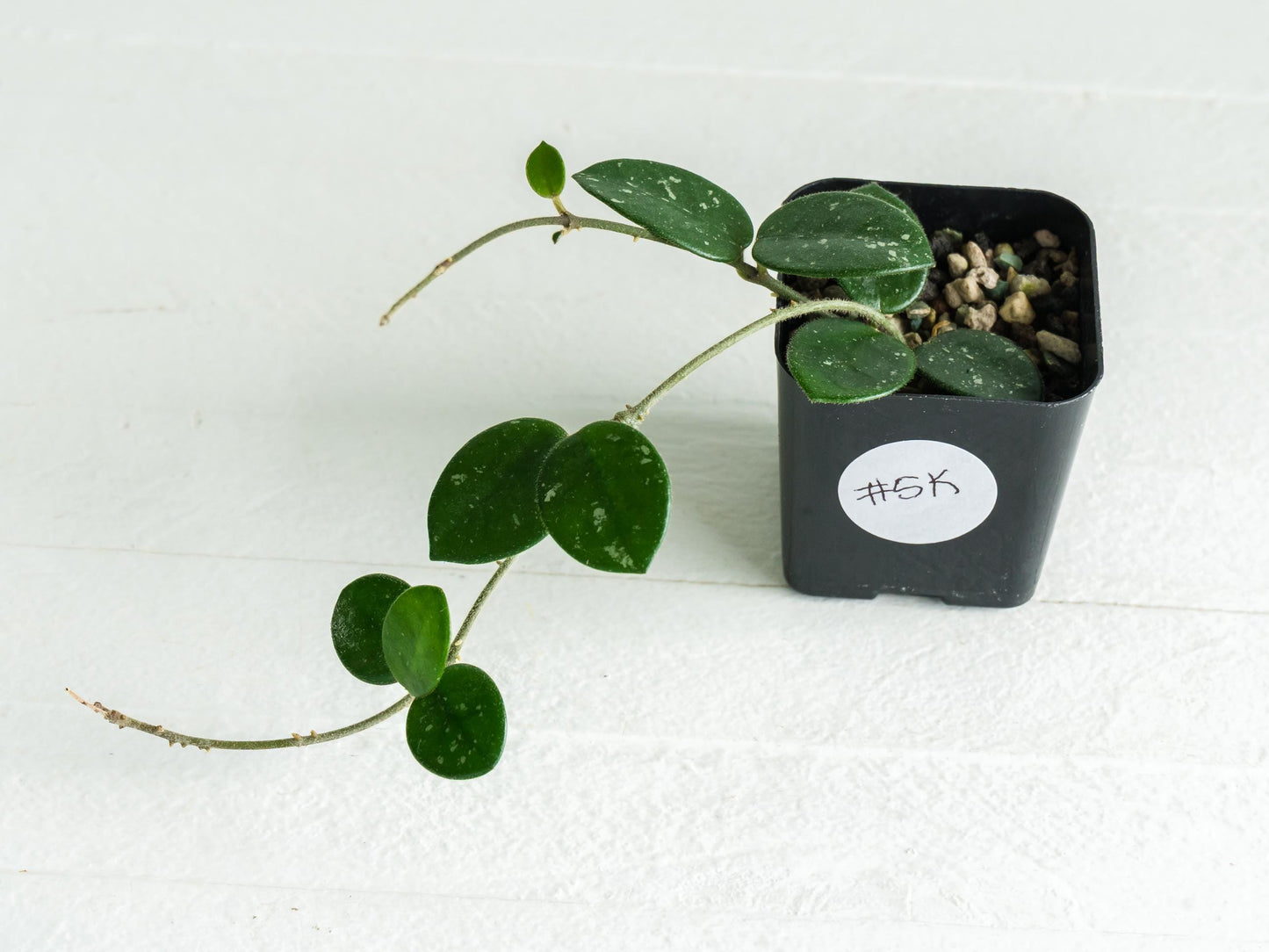 Hoya 'Mathilde' | 2-Inch