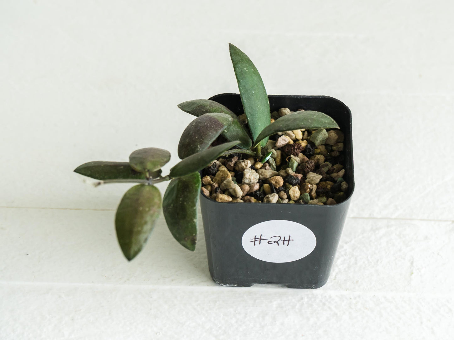 Hoya sigillatis 'Alas River' | 2-Inch