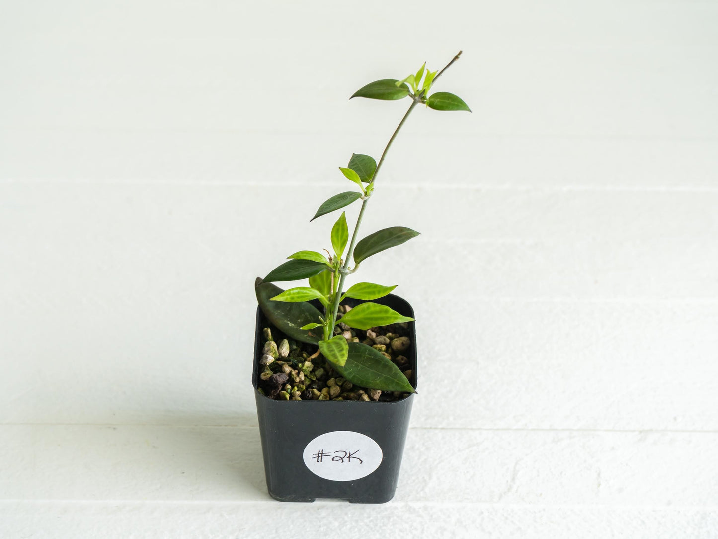 Hoya microdwarf (NS12-323) | 2-Inch