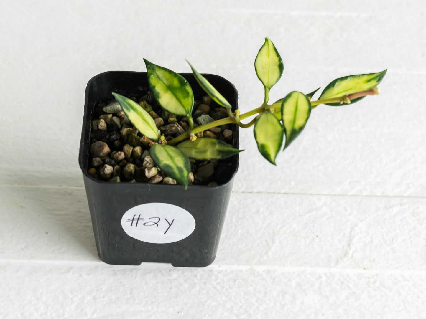Hoya lacunosa (Inner Variegated) | 2-Inch