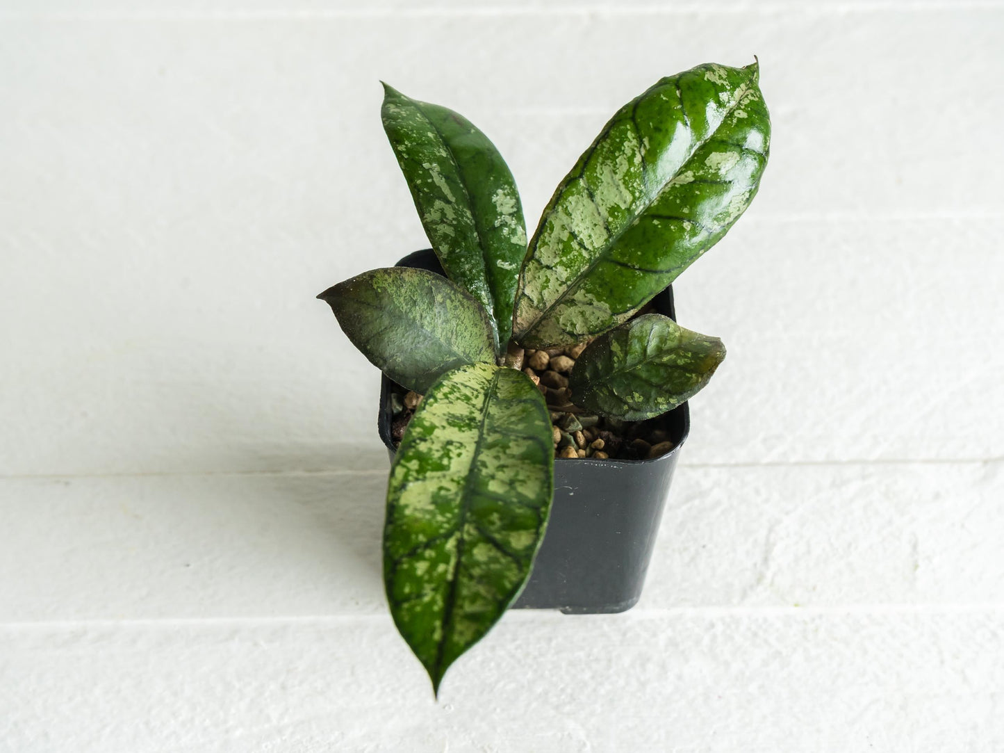 Hoya gunung gading 'Ghost' (Silver) | 2-Inch