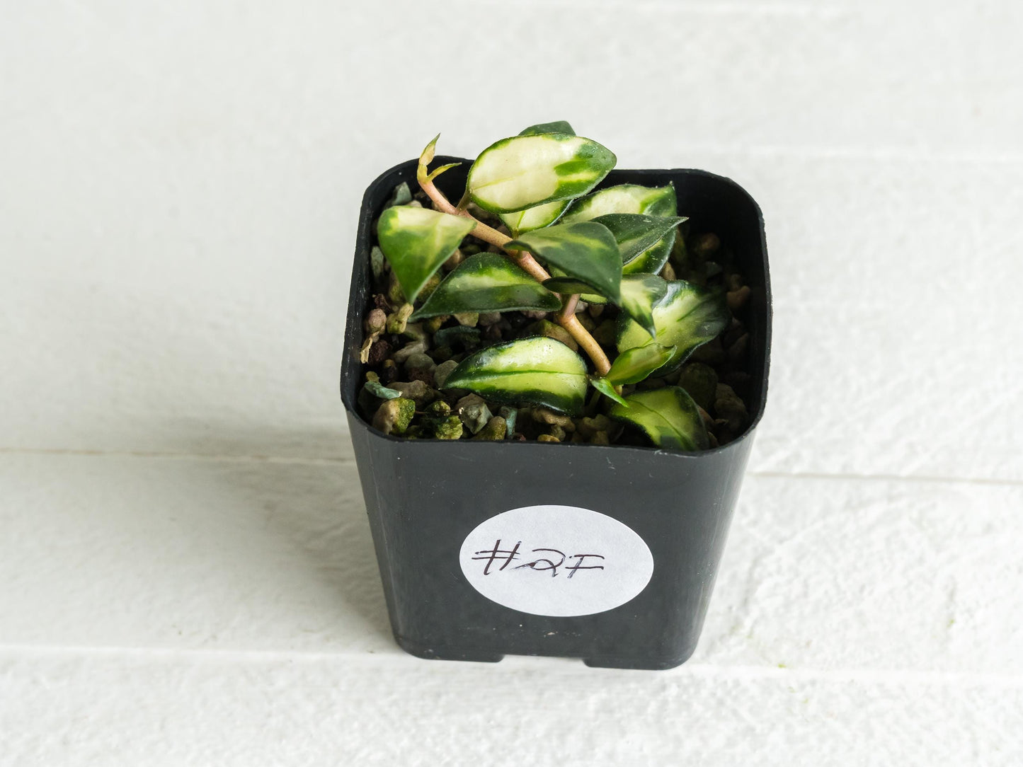 Hoya lacunosa 'Tricolor Bruno' | 2-Inch
